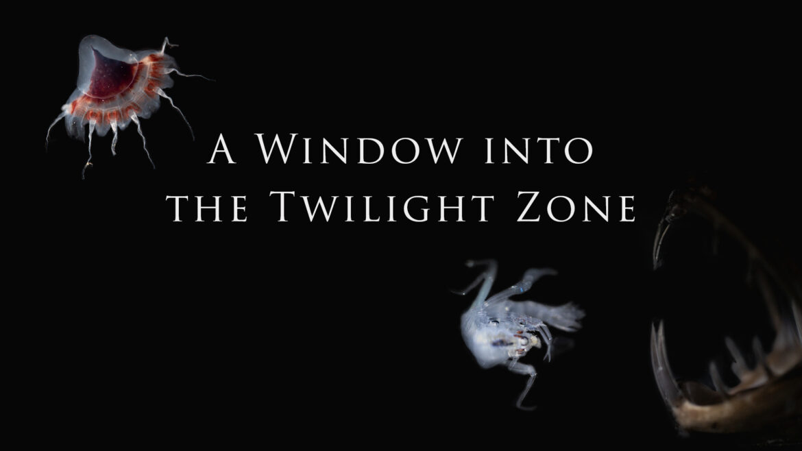 A Window into the Twilight Zone