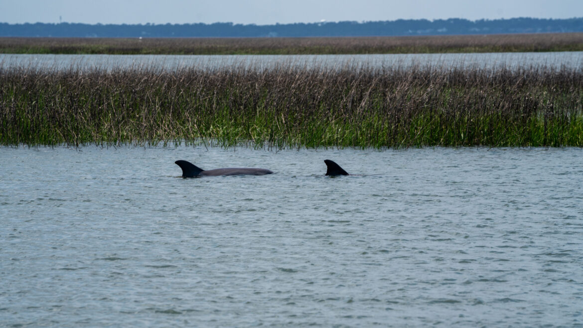 An Evening with the Dolphin Whisperers: Flipper Facts & Field Notes