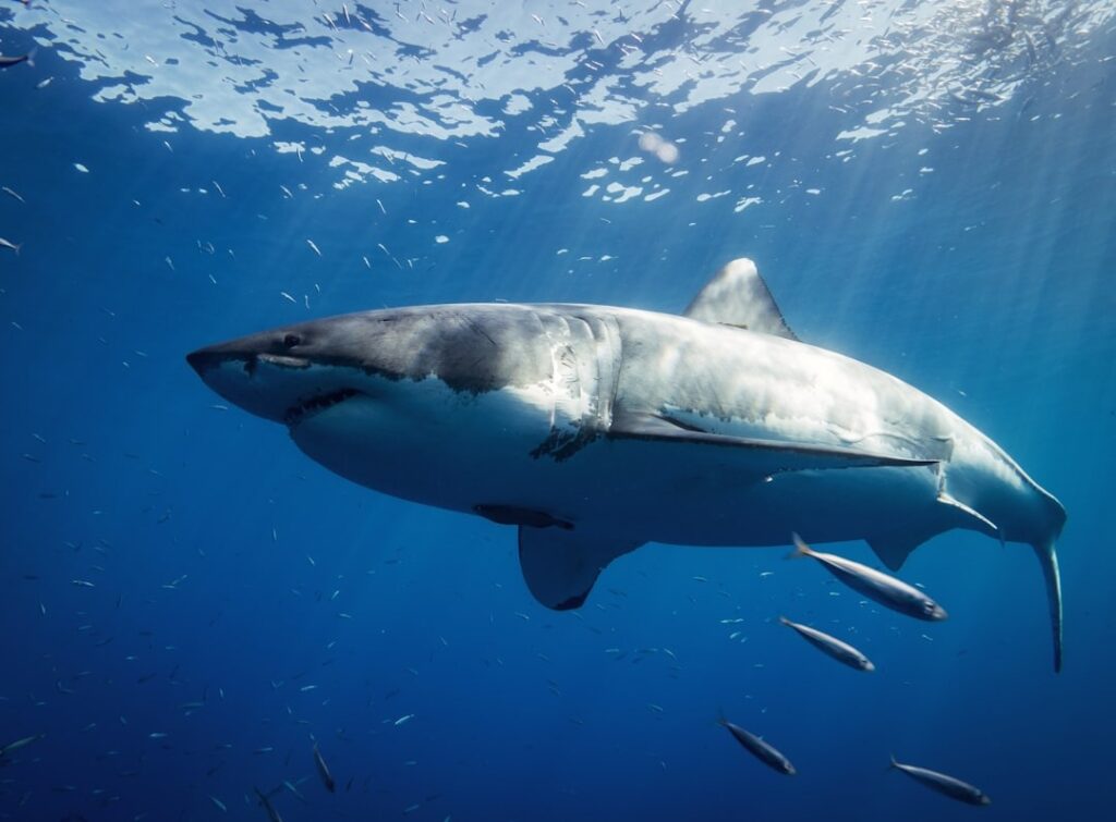 Sharks: Streamlined Swimmers