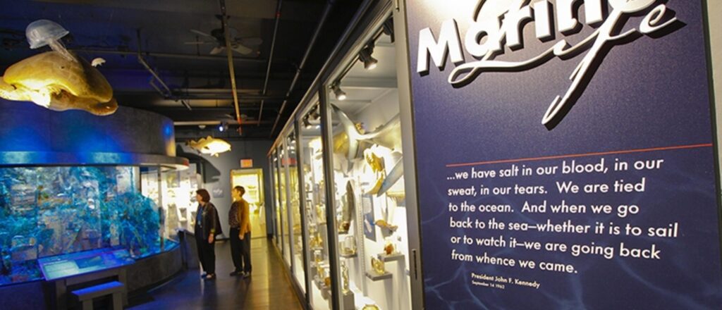 Gallery of Marine Life