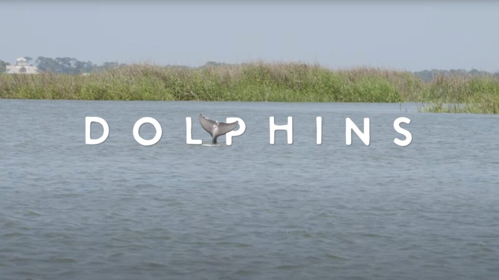 The Secret Life of Dolphins