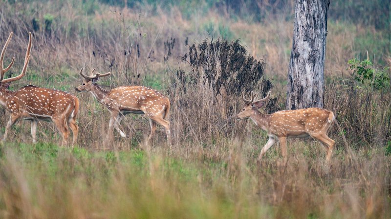 Ecosystem relationships, Bardia grassland