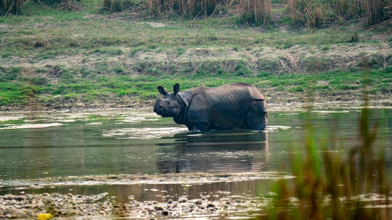 Rhinoceros — form and adaptation, Bardia