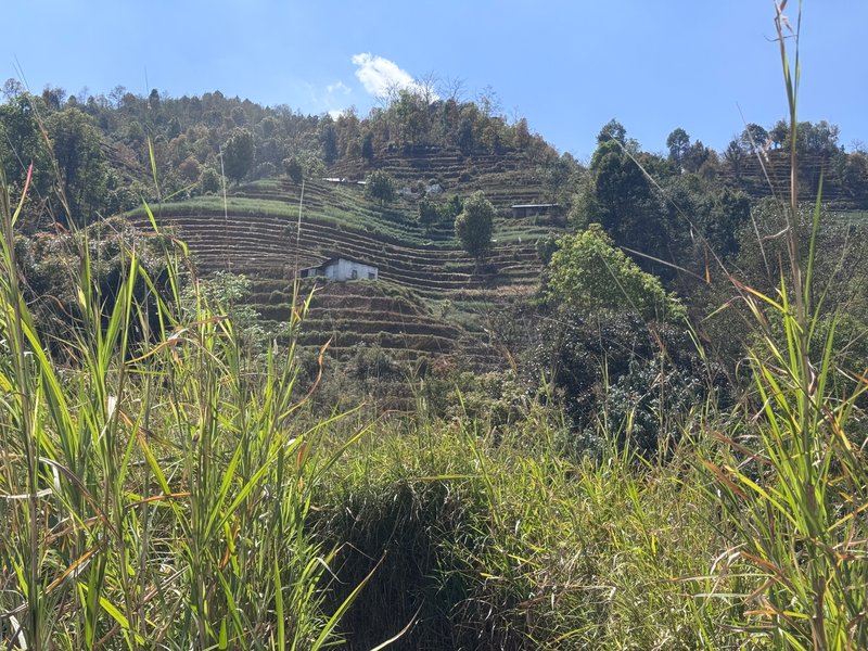 Terraced hillside showing agricultural system patterns, Nagarkot, Nepal
